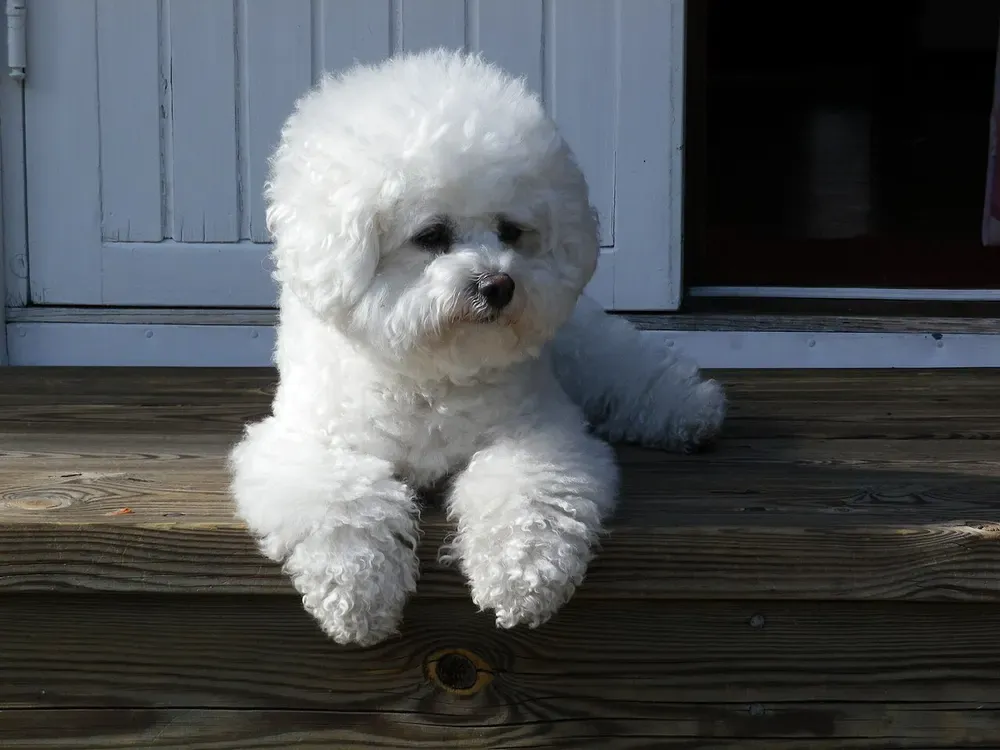 Bichón frisé: foto 1