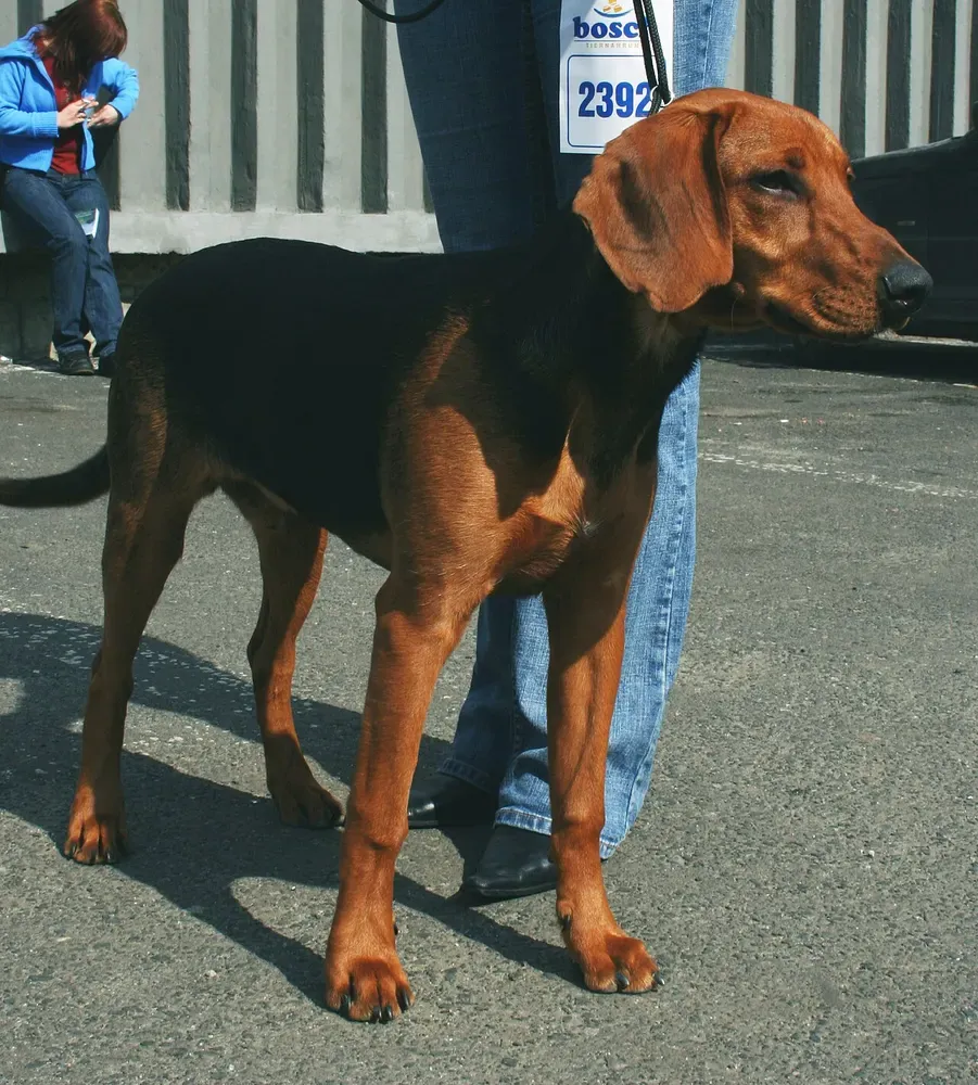 Sabueso de Schiller: foto 1