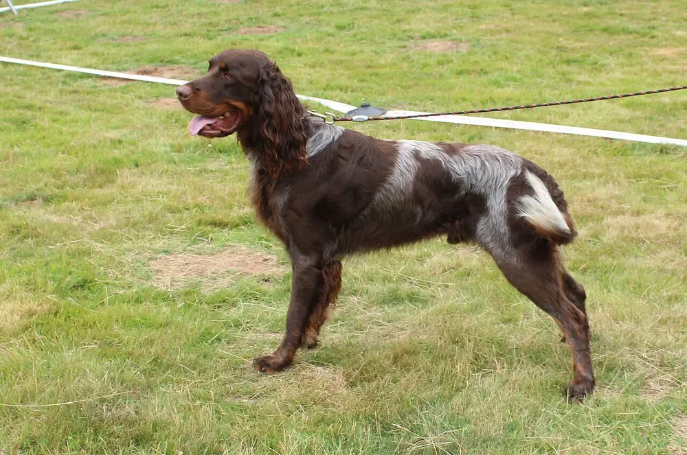 Spaniel picardo: foto 1