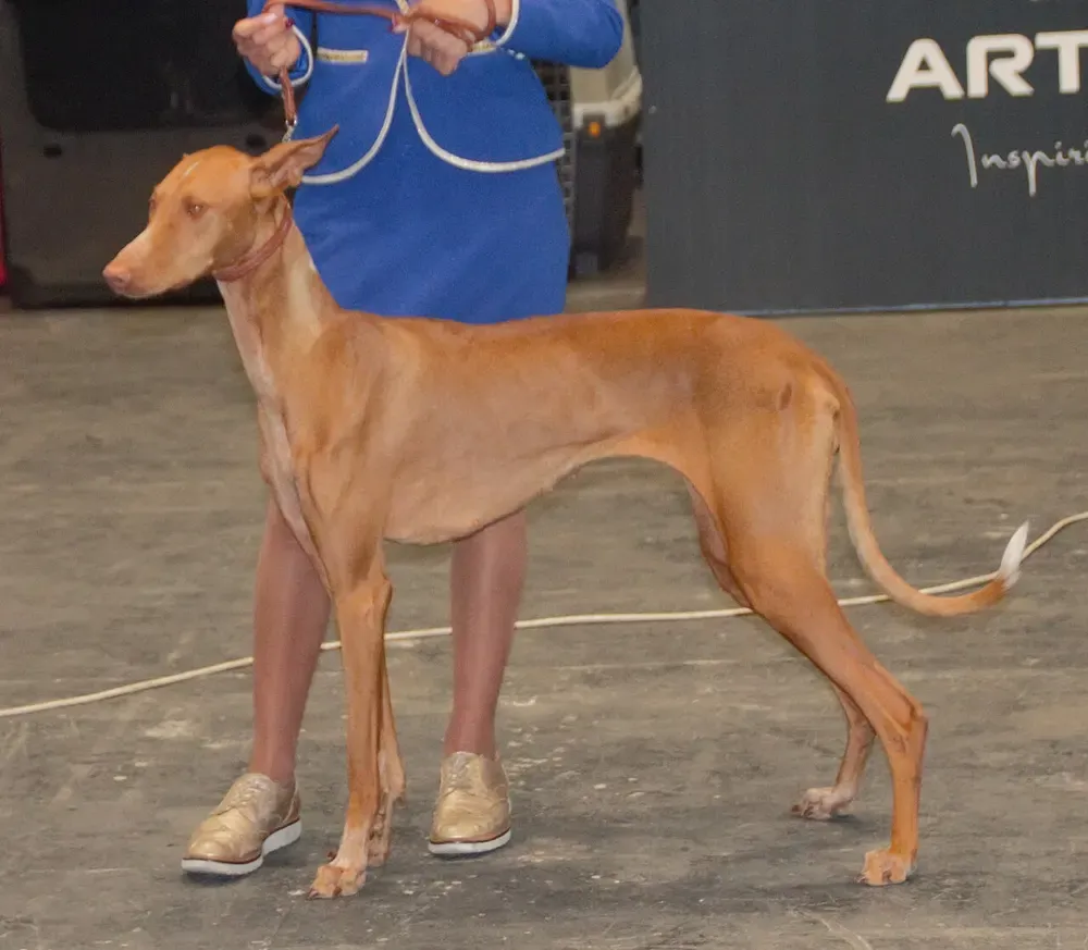 Podenco canario: foto 1