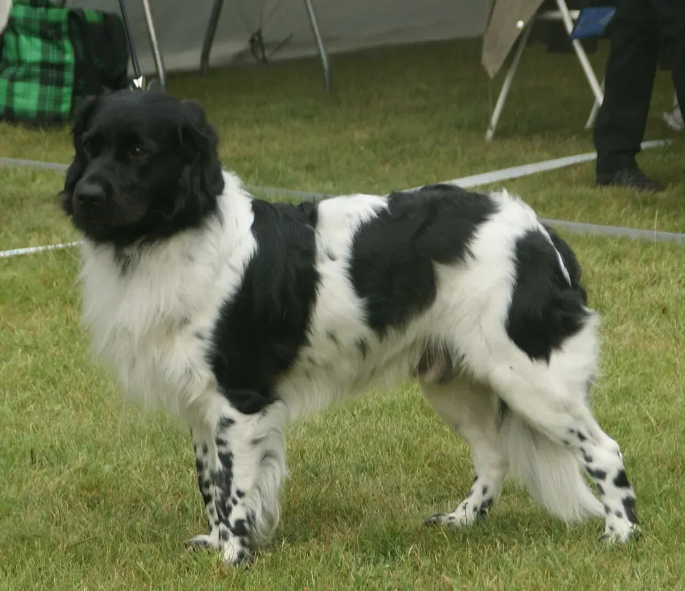 Stabyhoun: foto 1