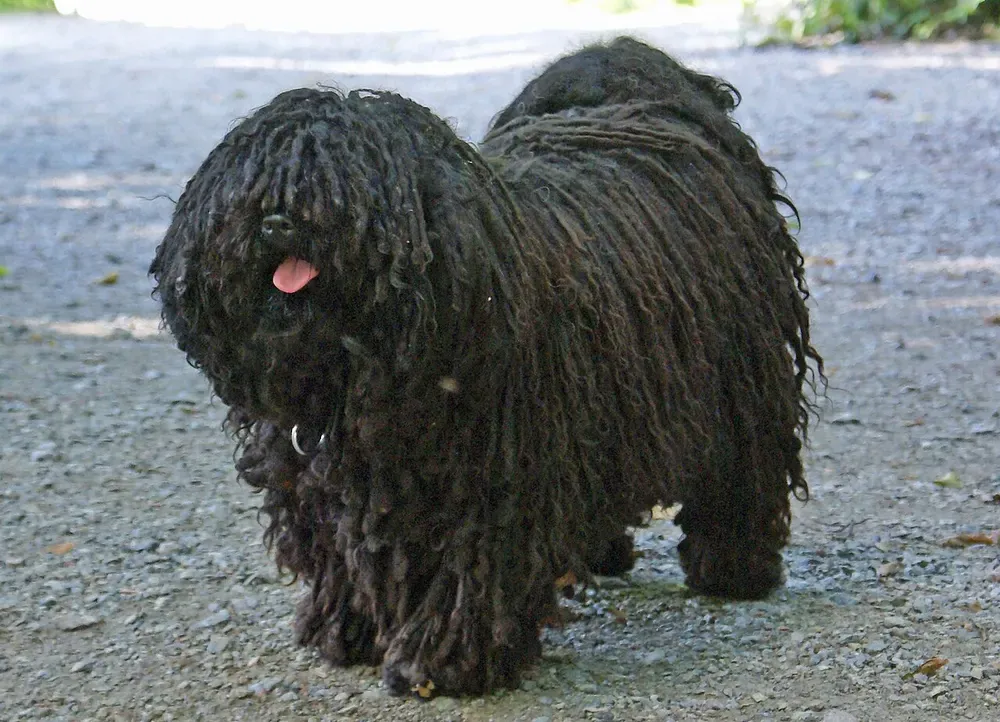 Puli: foto 1