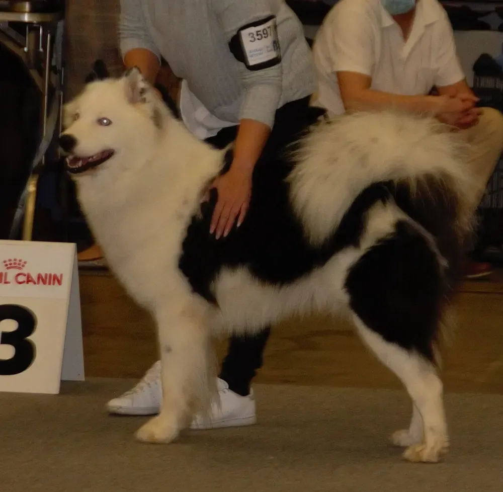 Laika de Yakutia: foto 1