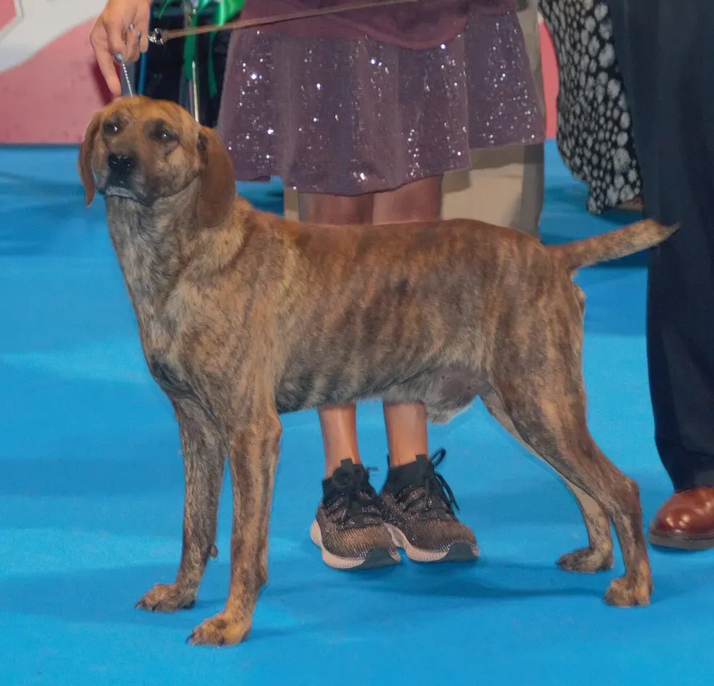 Sabueso de Maremma: foto 1