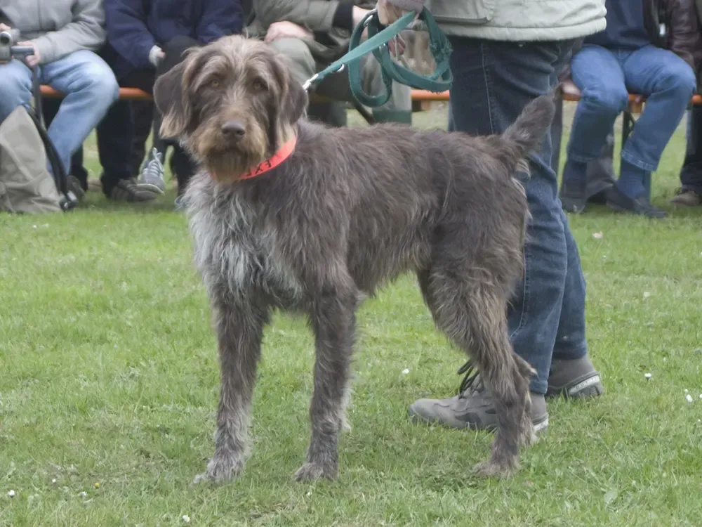 Perro de muestra alemán de pelo cerdoso: foto 1