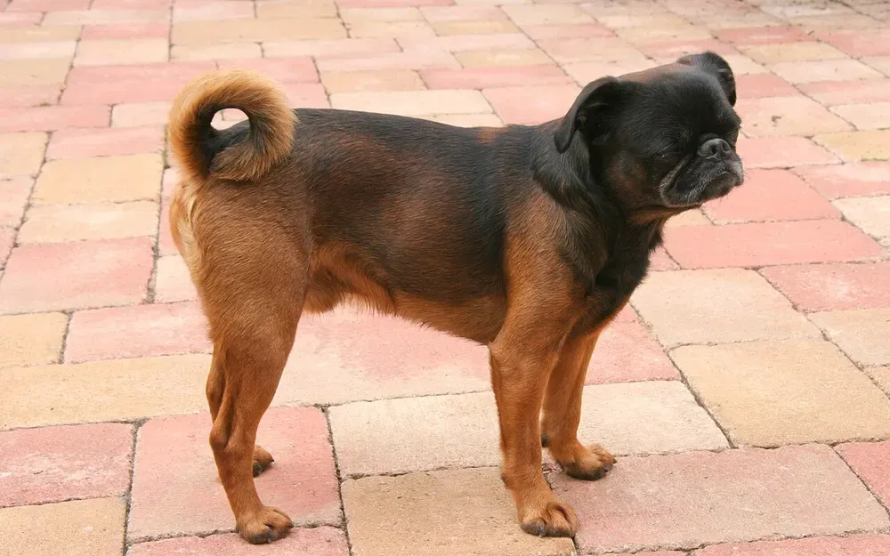Pequeño brabanzón: foto 1