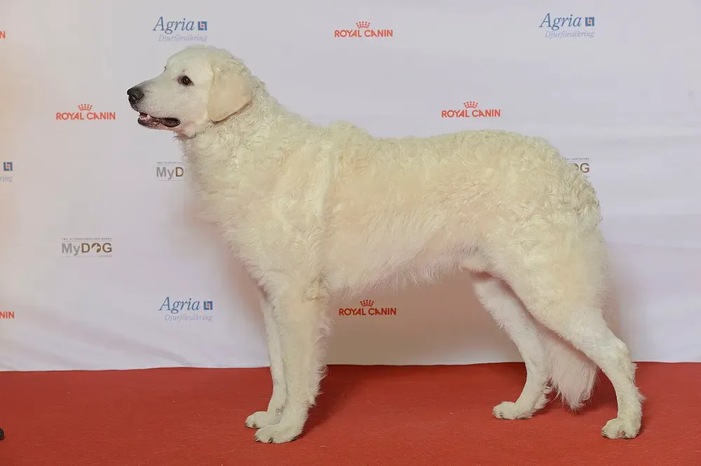Kuvasz: foto 1