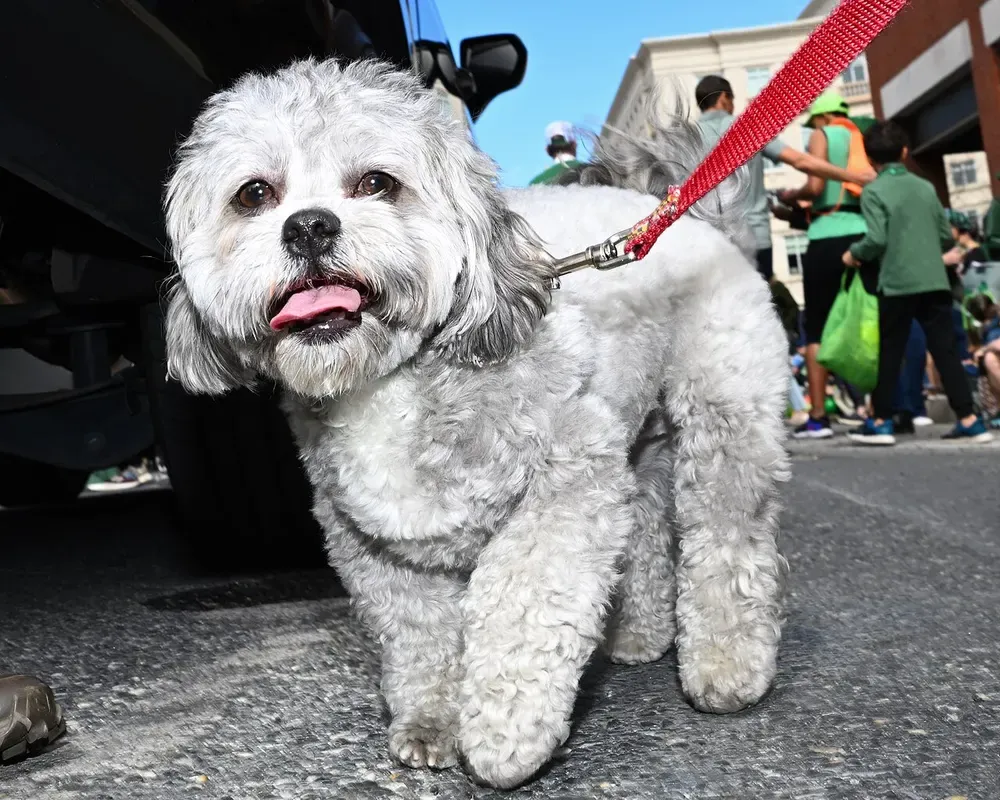 Shih-Poo: foto 1