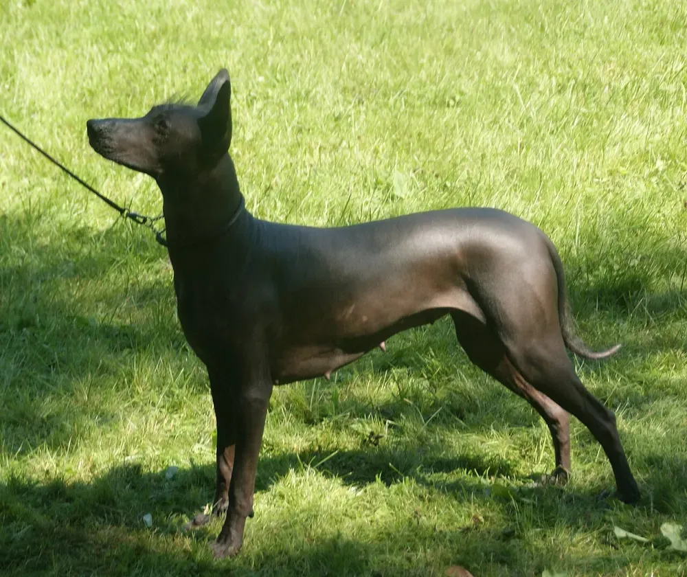 Xoloitzcuintle (perro sin pelo mexicano): foto 1