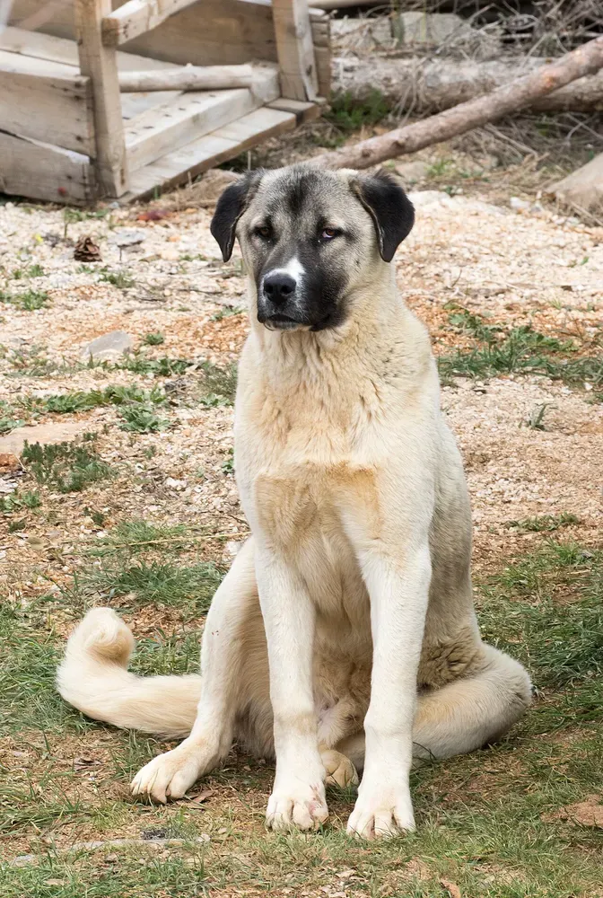 Kangal (pastor de Anatolia): foto 1