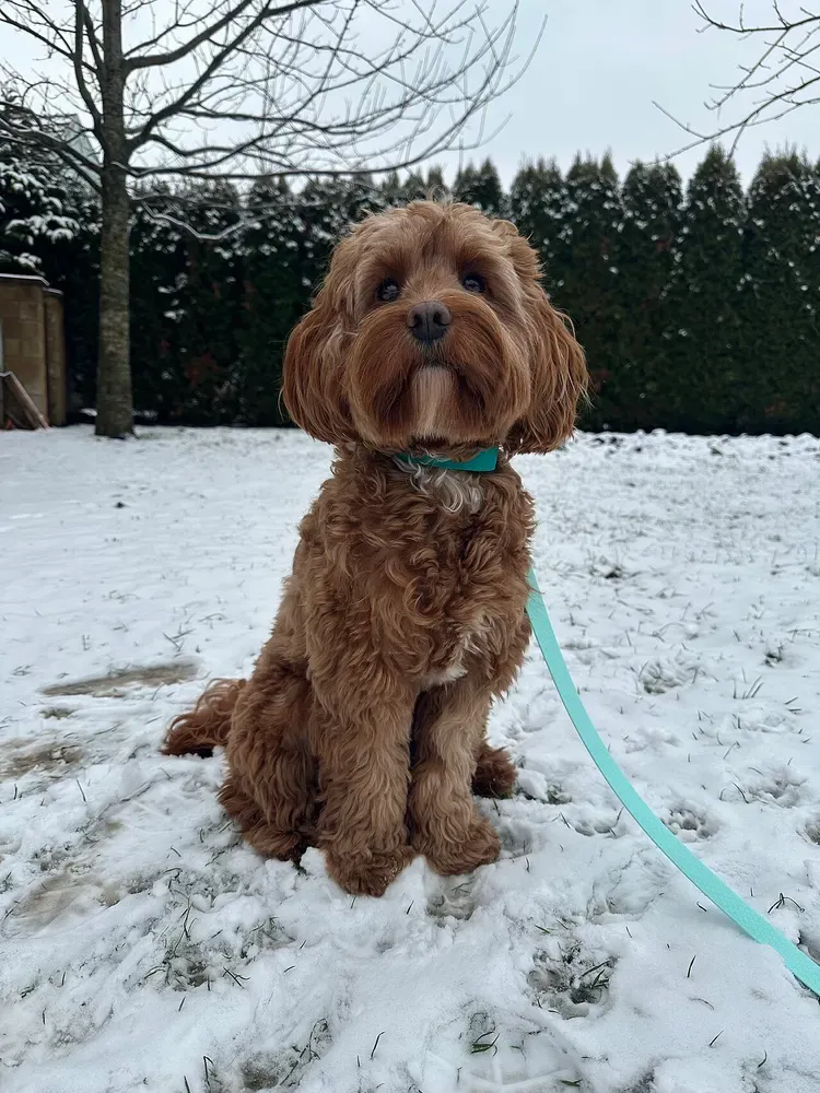 Cavapoo: foto 1
