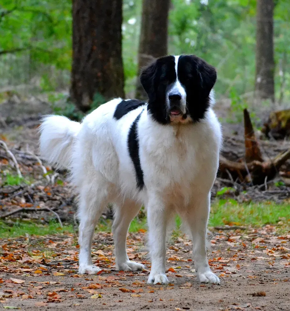 Landseer: foto 1