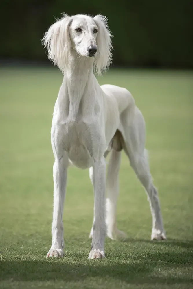 Saluki: foto 1