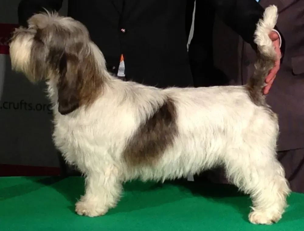 Pequeño basset grifón vendeano: foto 1