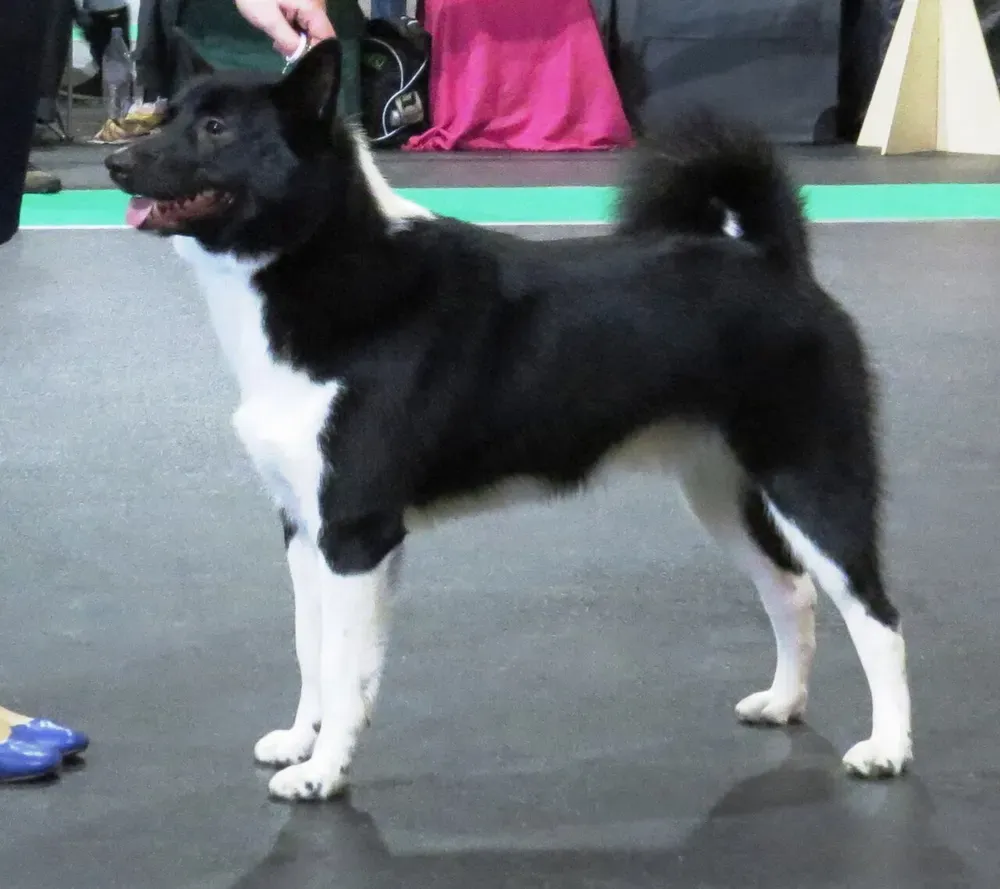 Laika ruso-europeo: foto 1