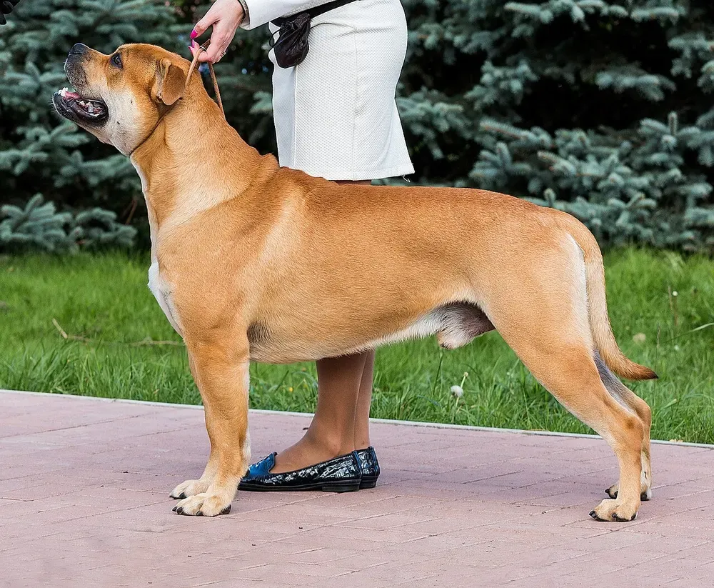 Ca de bou (dogo mallorquín): foto 1