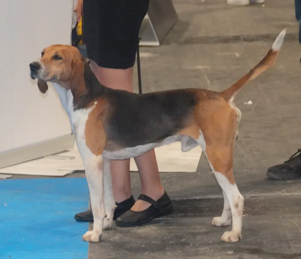 Beagle-harrier: foto 1