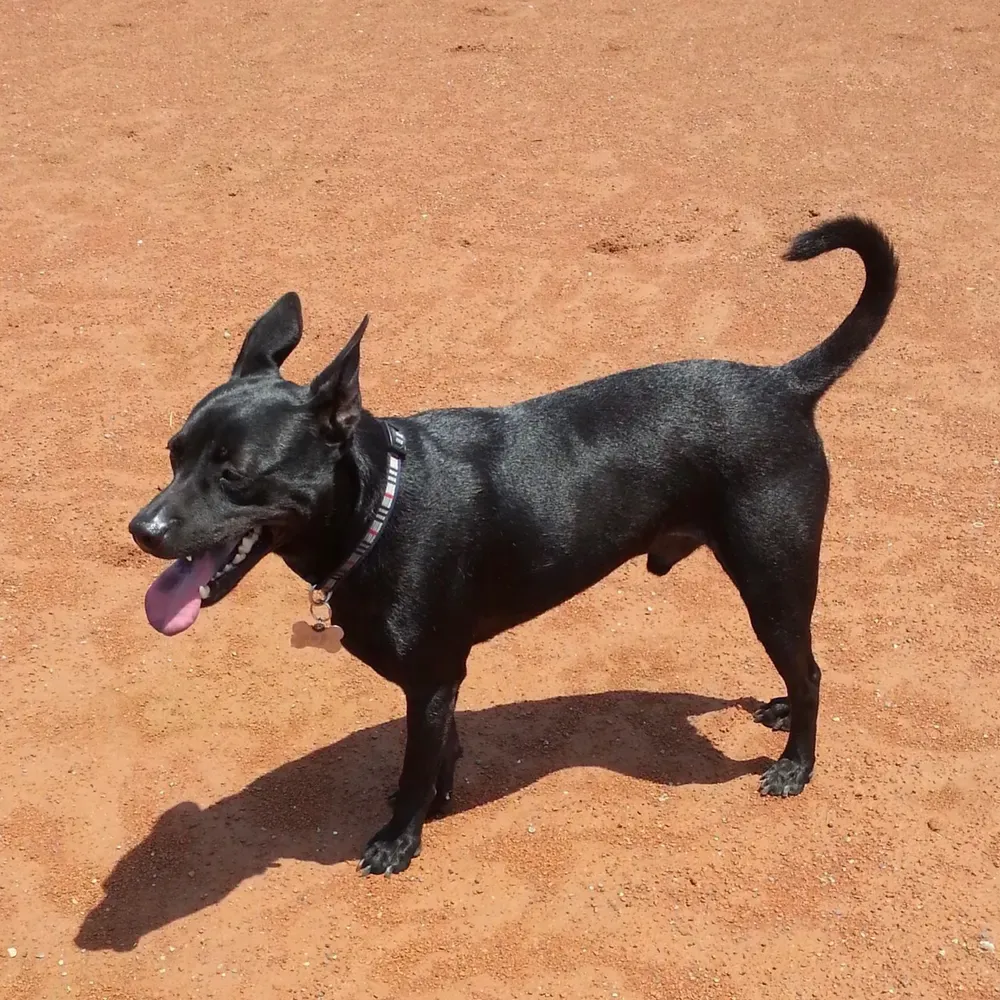 Perro de Taiwán: foto 1