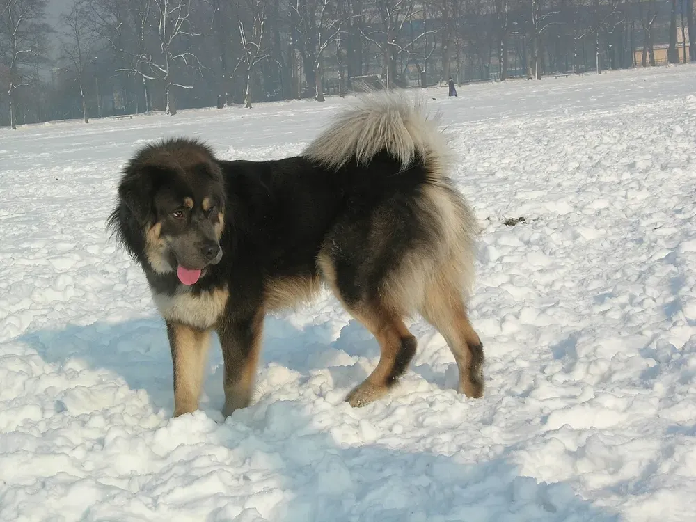 Mastín tibetano: foto 1