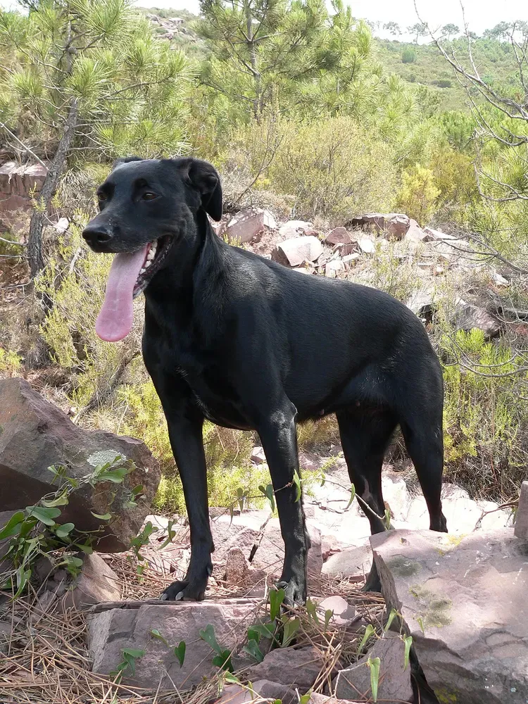 Ca de bestiar (perro de pastor mallorquín): foto 1