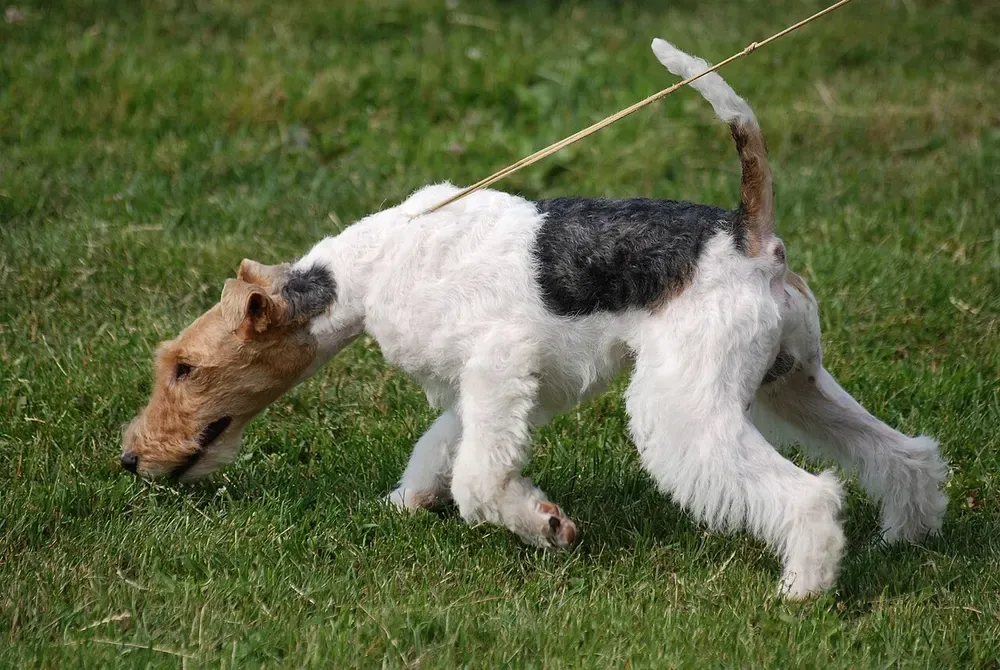 Fox terrier de pelo duro: foto 1