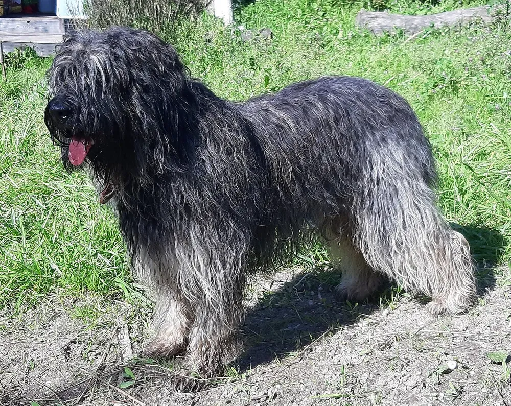 Perro de la Sierra de Aires: foto 1