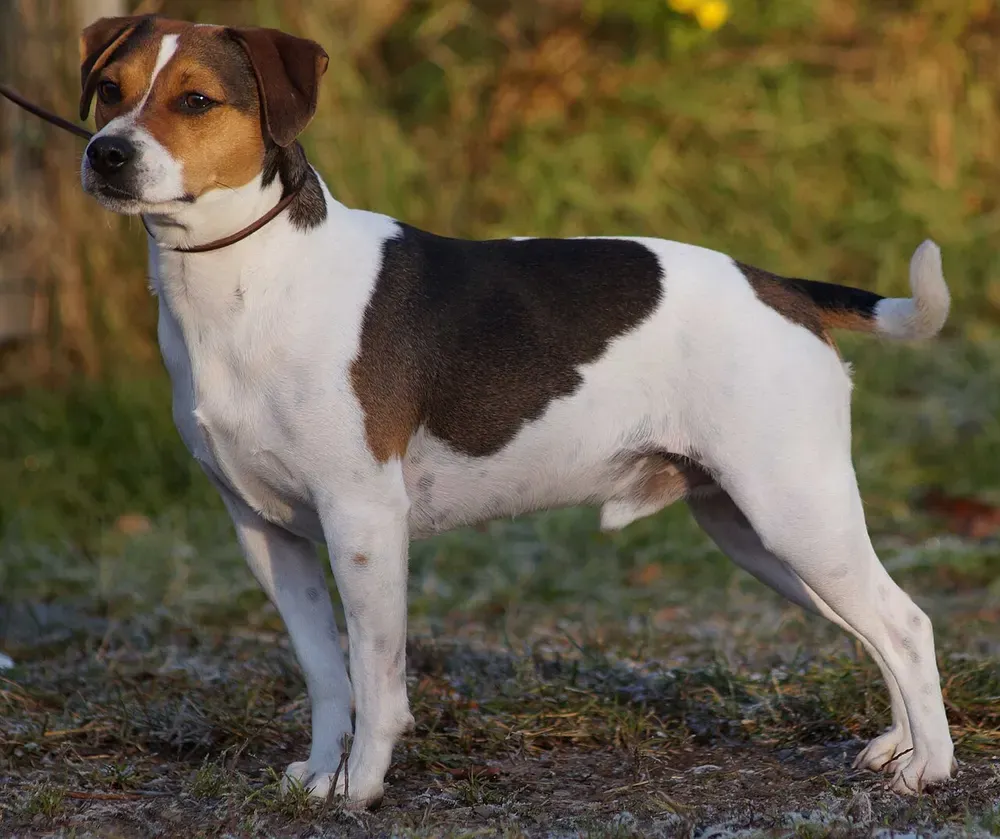 Perro de granja danés-sueco: foto 1