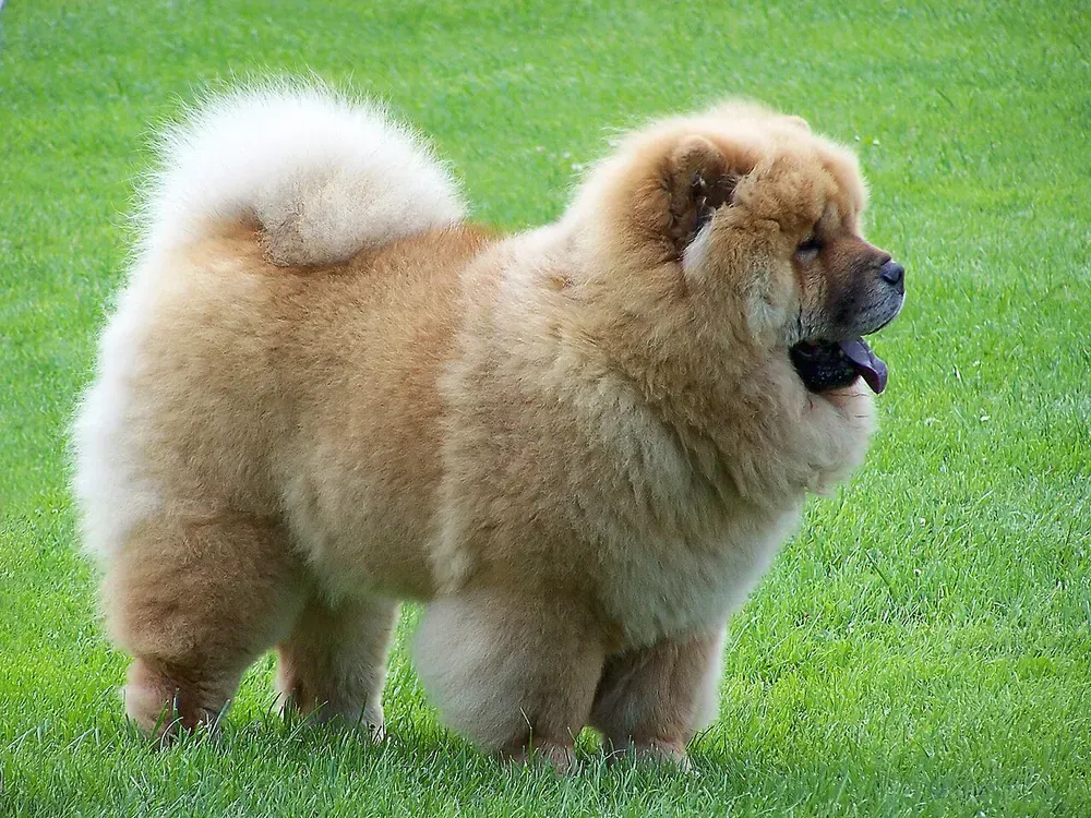 Chow chow: foto 1