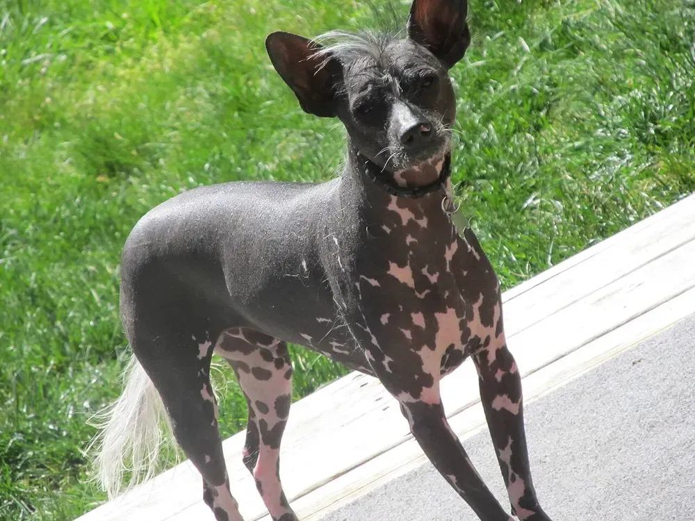 Perro crestado chino: foto 1