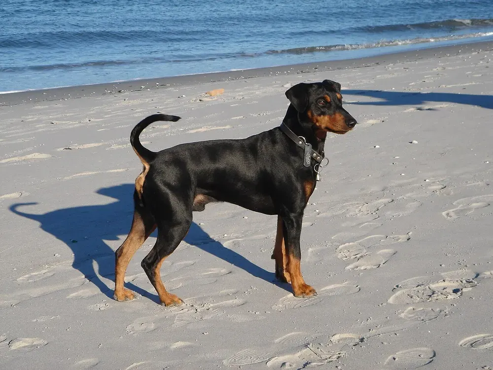 Pinscher alemán: foto 1