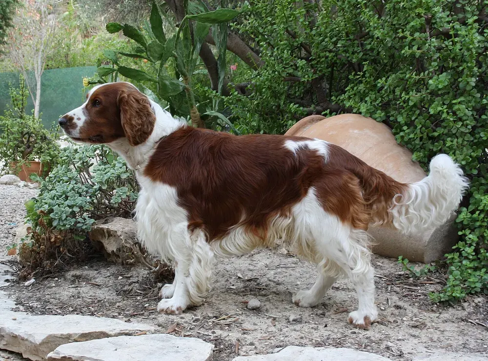Springer spaniel galés: foto 1