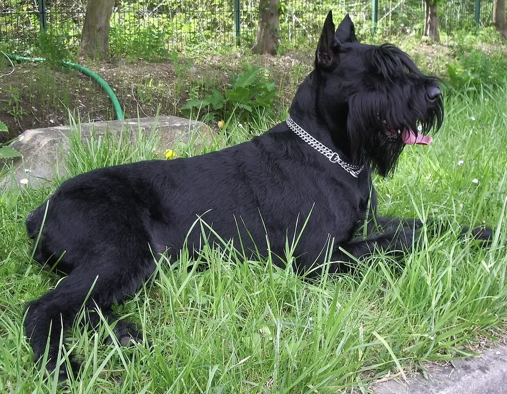 Schnauzer gigante: foto 1