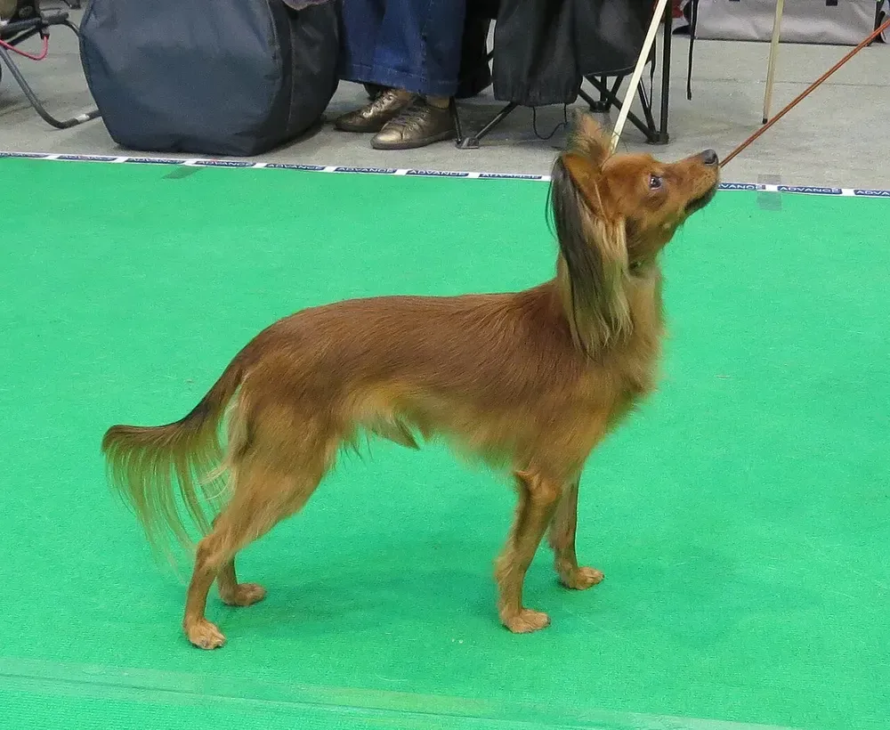 Toy ruso: foto 1