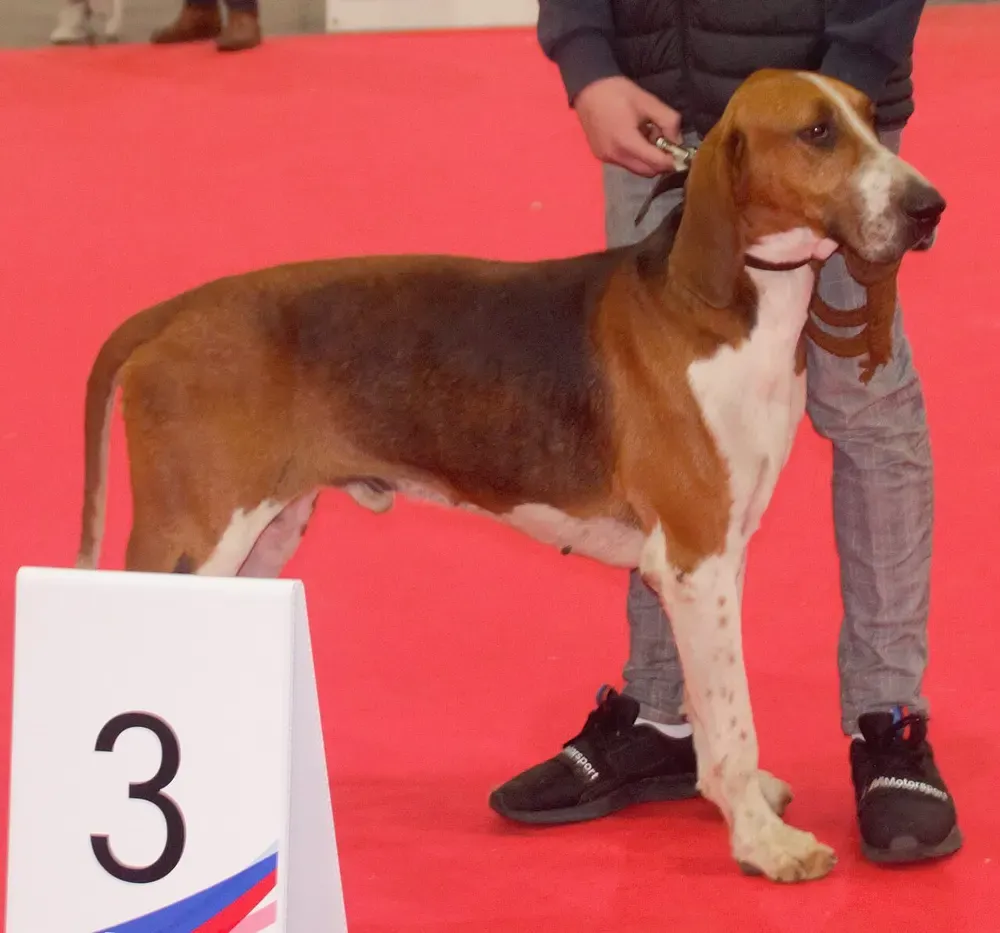 Gran anglo-francés tricolor: foto 1