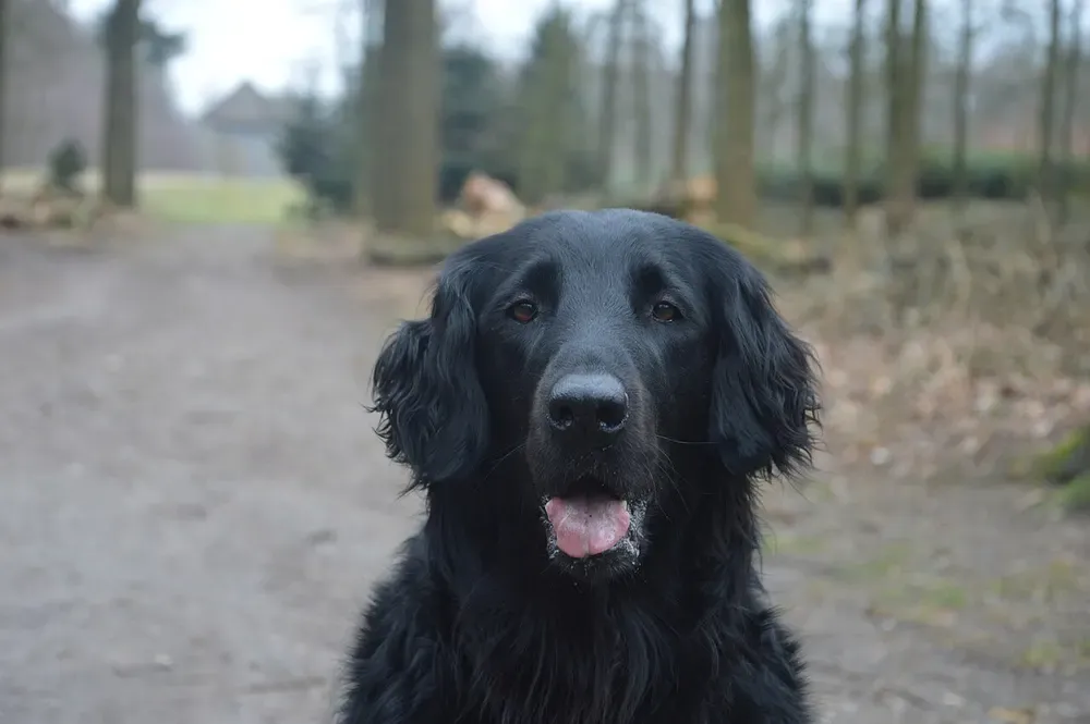 Retriever de pelo liso: foto 1
