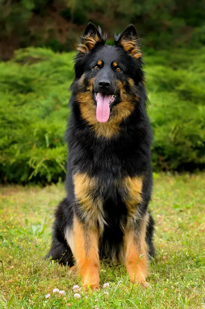 Perro de Bohemia (Chodsky pes): foto 1