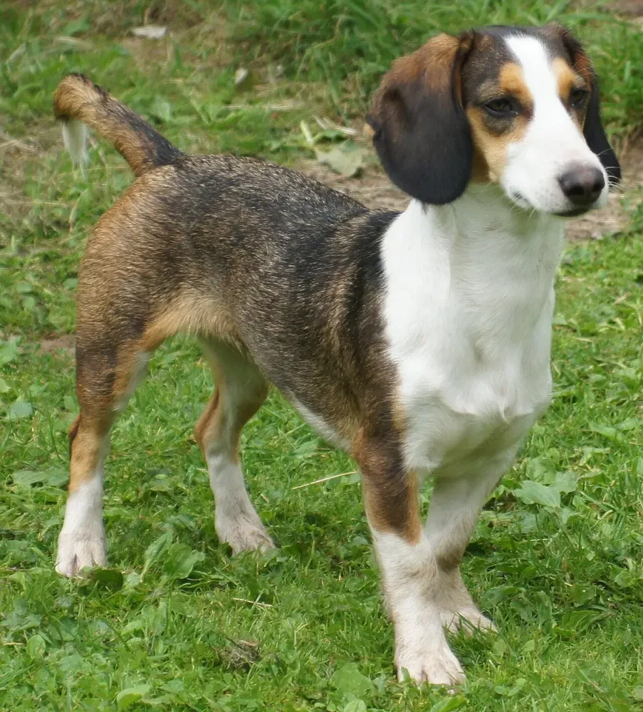 Basset de Westfalia: foto 1