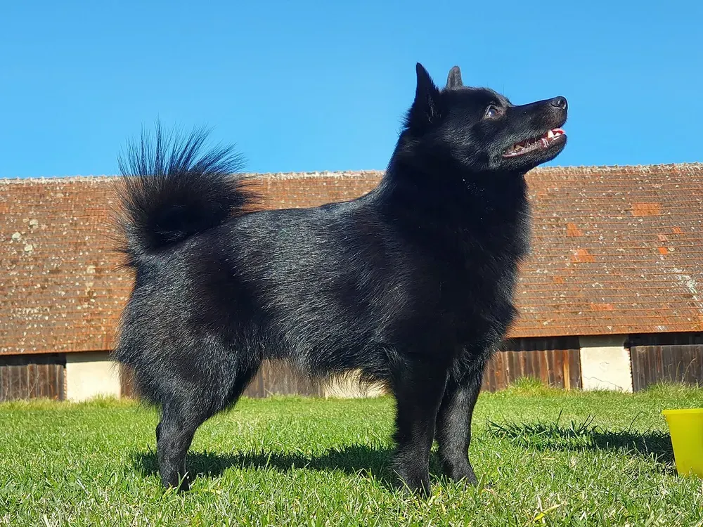 Schipperke: foto 1