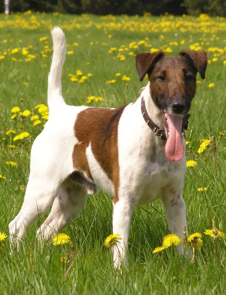 Fox terrier de pelo liso: foto 1