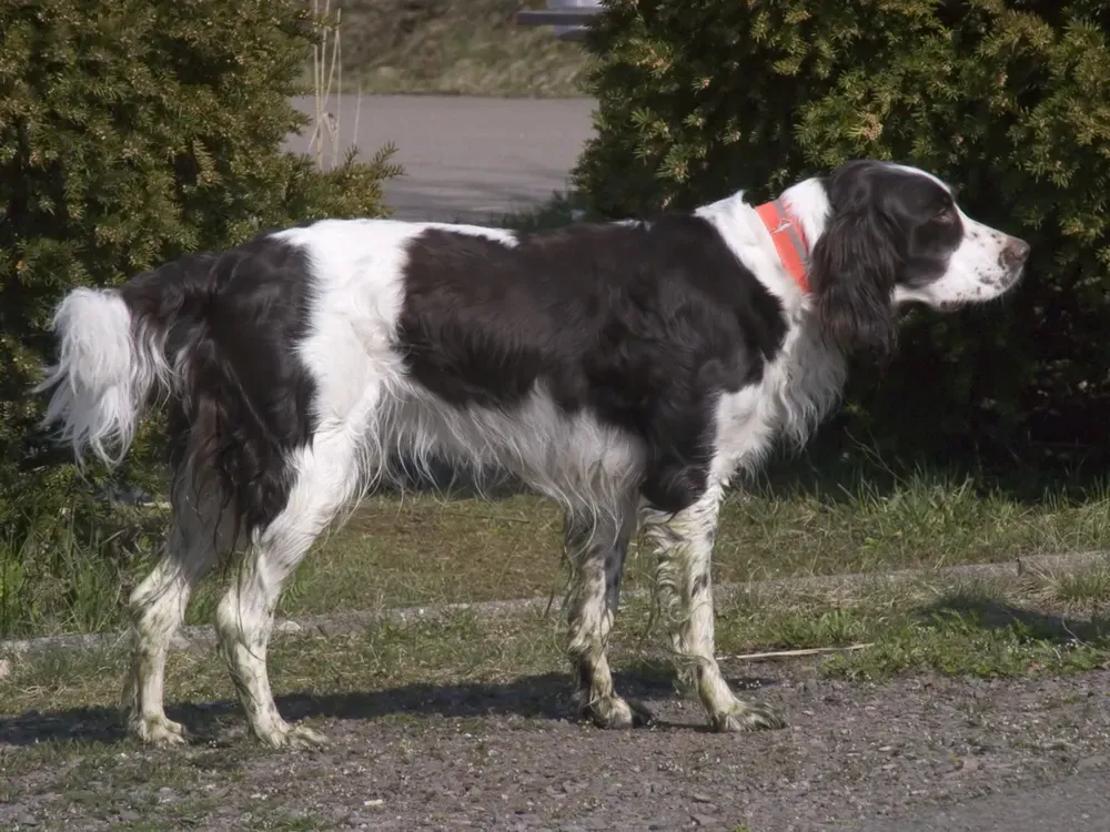 Spaniel francés: foto 1