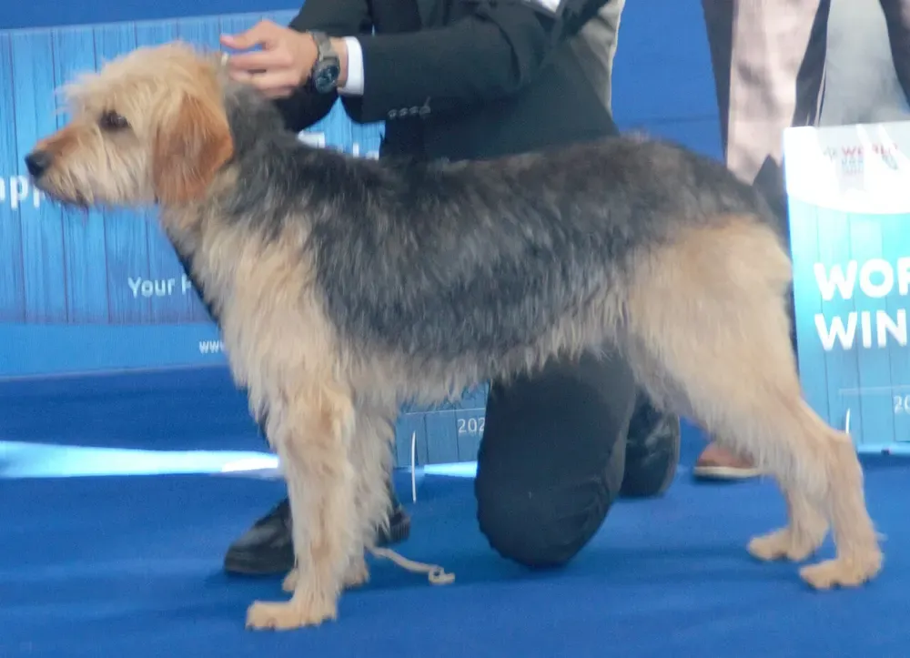 Sabueso bosnio de pelo áspero (Barak): foto 1
