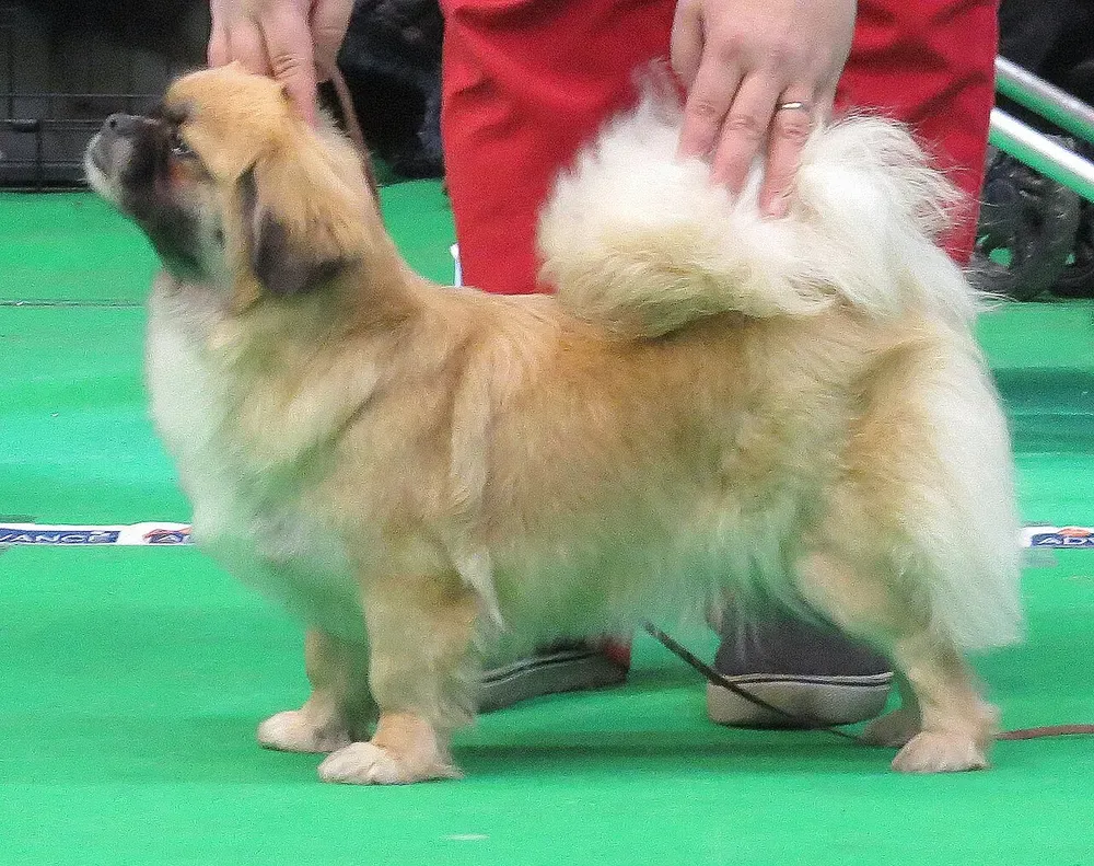 Spaniel tibetano: foto 1