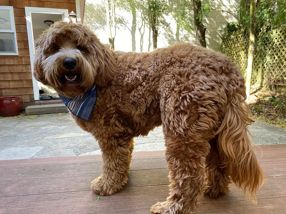 Goldendoodle: foto 1