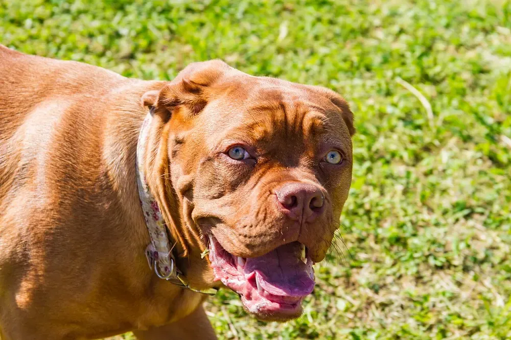Dogo de Burdeos: foto 1