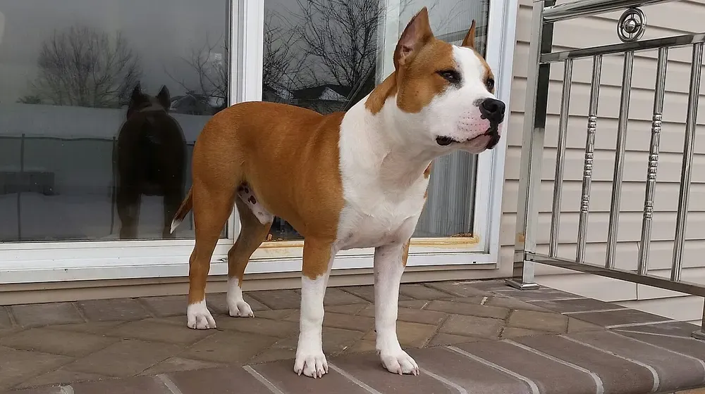 American Staffordshire terrier: foto 1