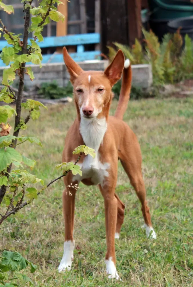Podenco andaluz: foto 1