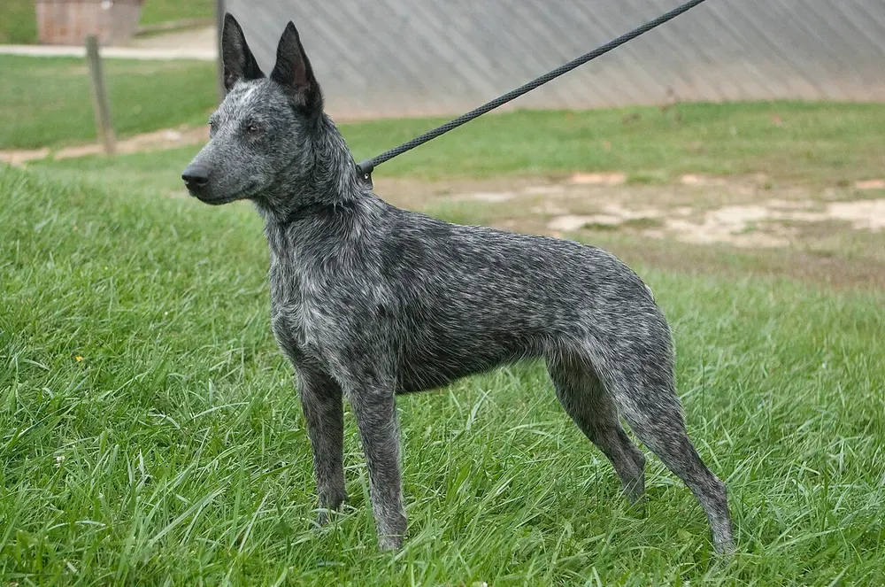 Boyero australiano de cola corta: foto 1