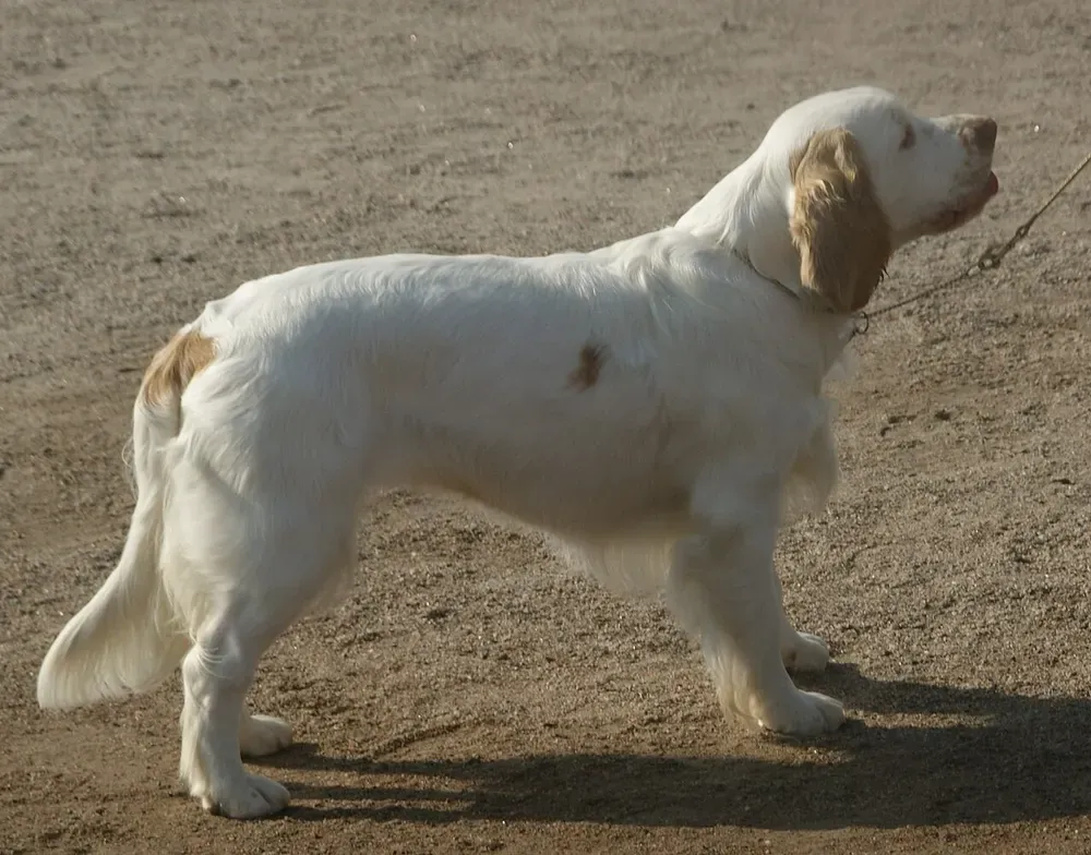 Clumber spaniel: foto 1