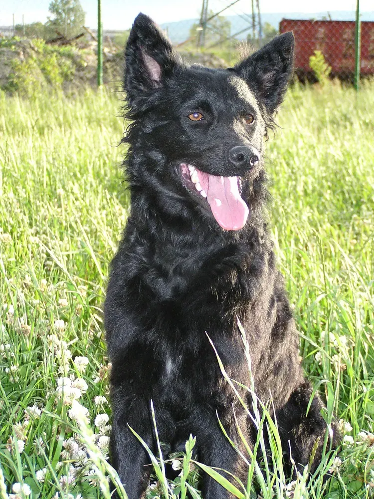 Pastor croata: foto 1