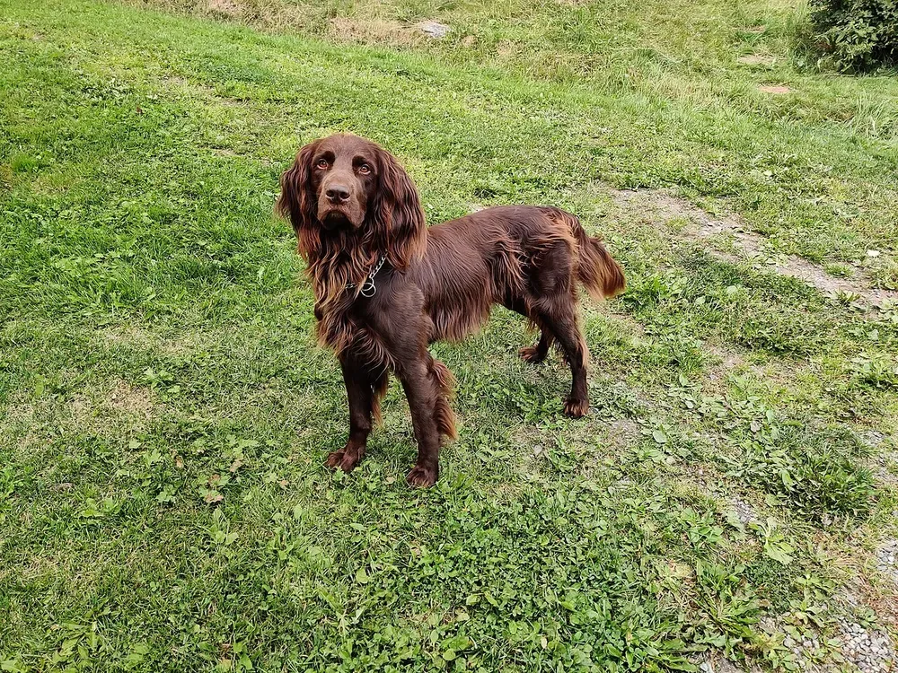 Perro de muestra alemán de pelo largo: foto 2